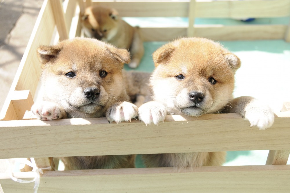 子犬の見学